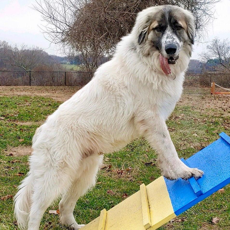 Maui, Adoptable, Adult Male Great Pyrenees & Terrier.