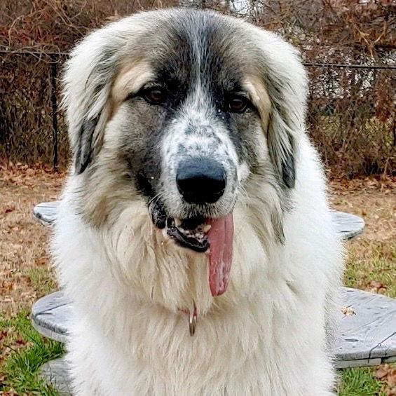 Enlarge Maui, a Adoptable mixed breed in Bloomfield, CT image 2/3