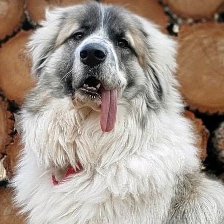 Enlarge Maui, a Adoptable mixed breed in Bloomfield, CT image 3/3