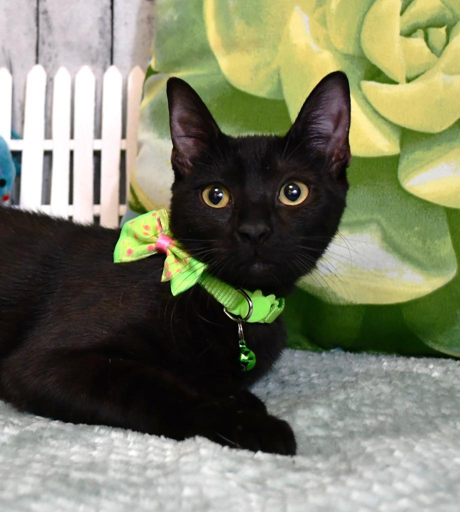 Erica, Adoptable, Kitten Female Domestic Medium Hair.