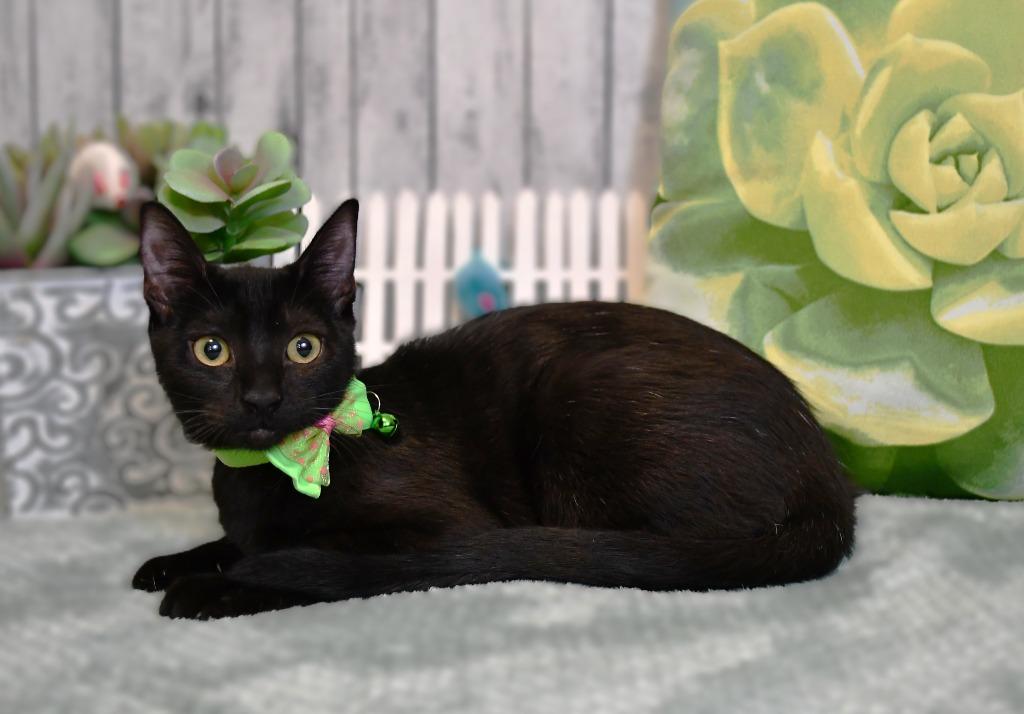 Enlarge Erica, a Adoptable mixed breed in Roanoke, TX image 2/3