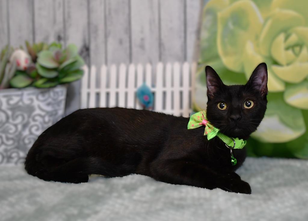 Enlarge Erica, a Adoptable mixed breed in Roanoke, TX image 3/3