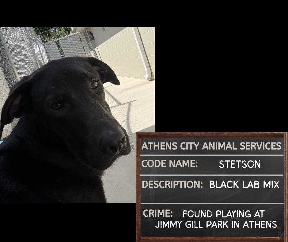 STETSON, Adoptable, Adult Male Labrador Retriever & Mixed Breed.