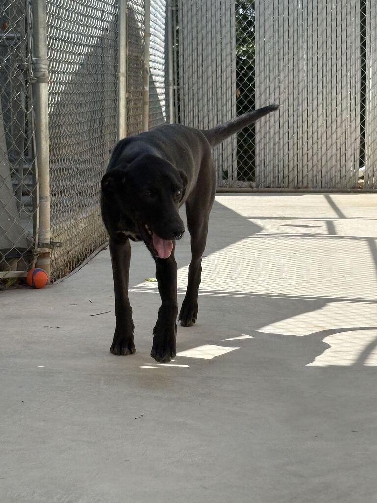 Enlarge STETSON, a Adoptable mixed breed in Athens, AL image 2/4