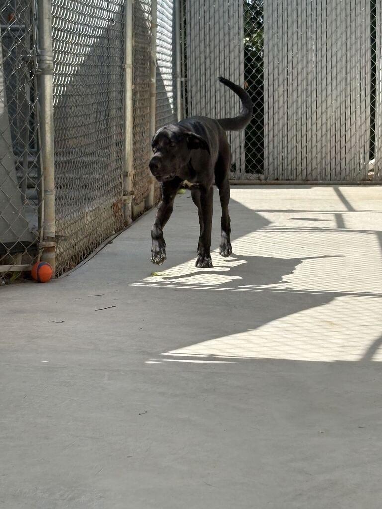 Enlarge STETSON, a Adoptable mixed breed in Athens, AL image 4/4