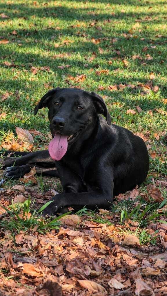 Enlarge STETSON, a Adoptable mixed breed in Athens, AL image 5/6