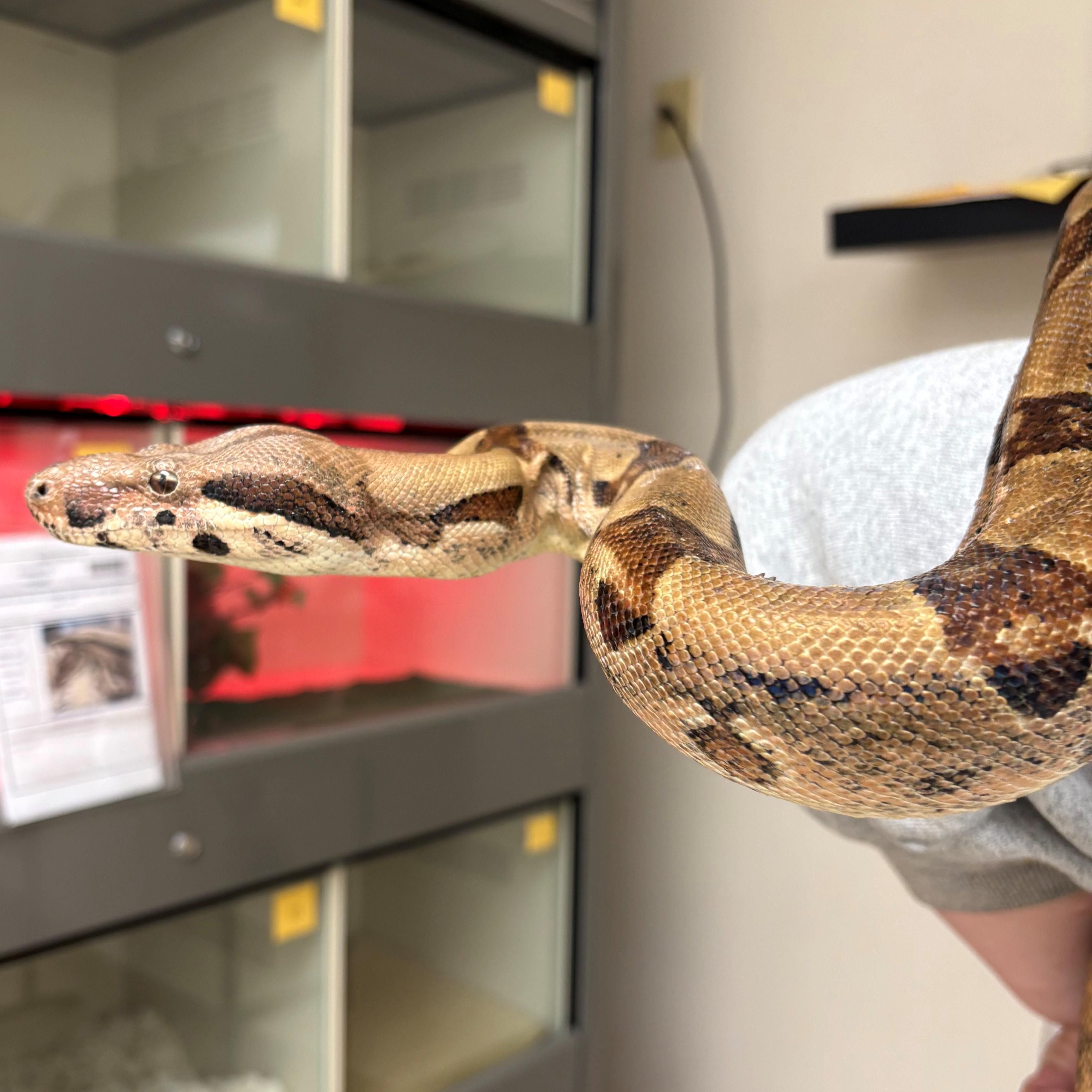 Enlarge Circe- #49605, a ADOPTABLE Boa Constrictor in Columbia, MD image 3/3
