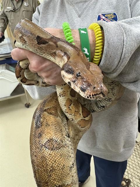 Circe- #49605, ADOPTABLE, Adult Female Boa Constrictor.