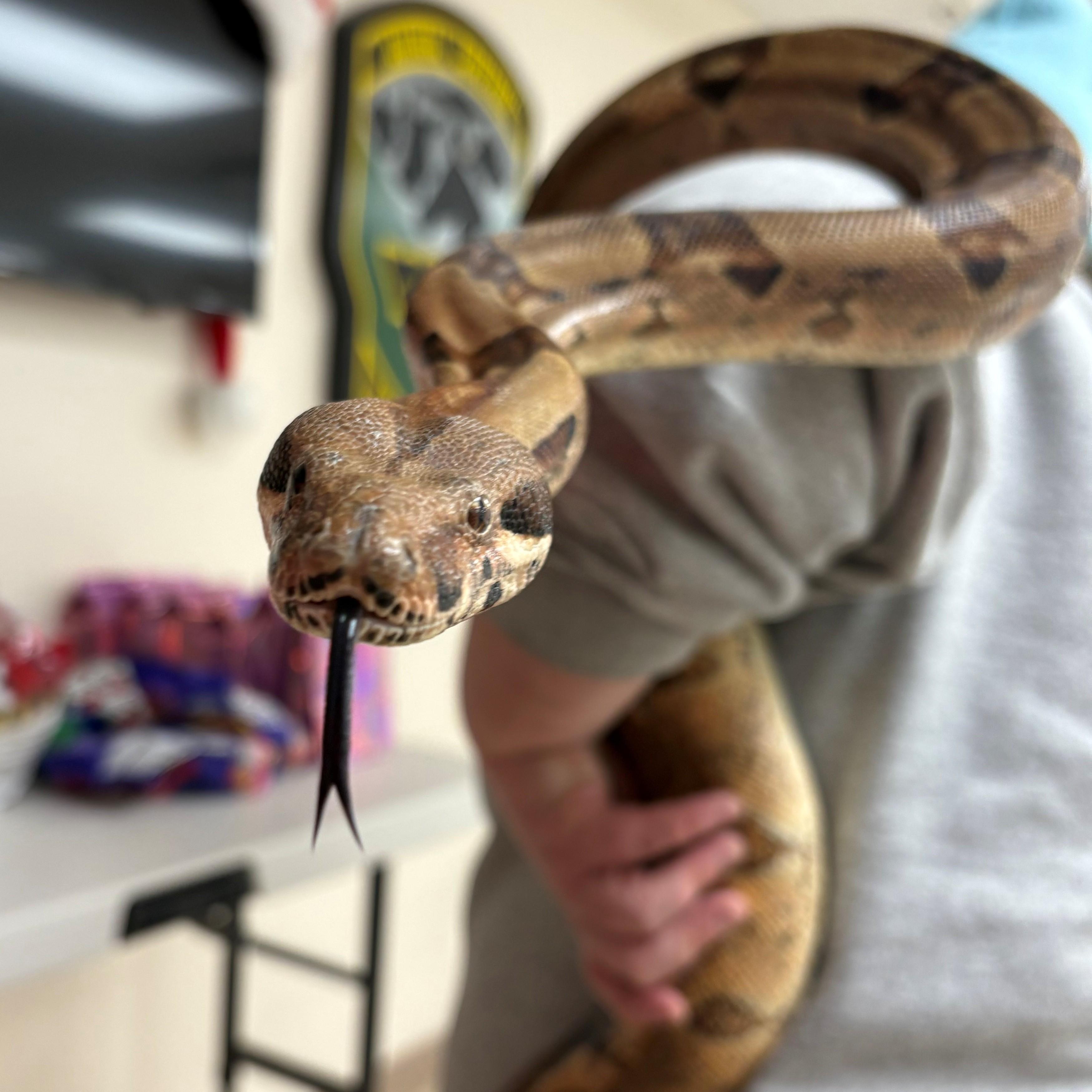 Enlarge Circe- #49605, a ADOPTABLE Boa Constrictor in Columbia, MD image 2/3