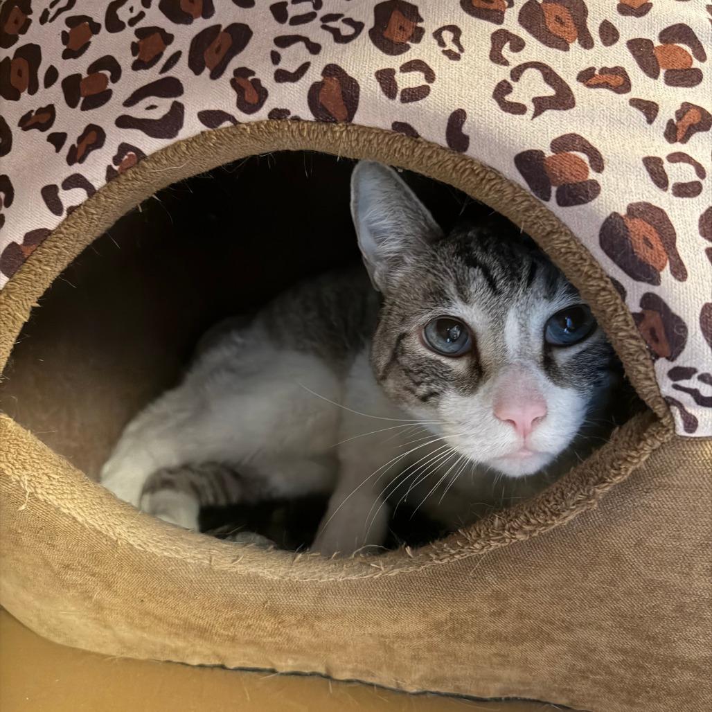 Enlarge Boydie, a Adoptable Domestic Short Hair in Tempe, AZ image 1/3