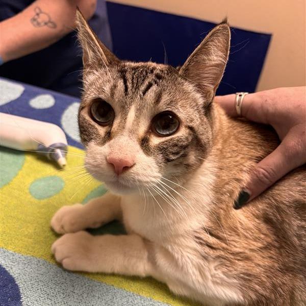 Enlarge Boydie, a Adoptable Domestic Short Hair in Tempe, AZ image 2/3