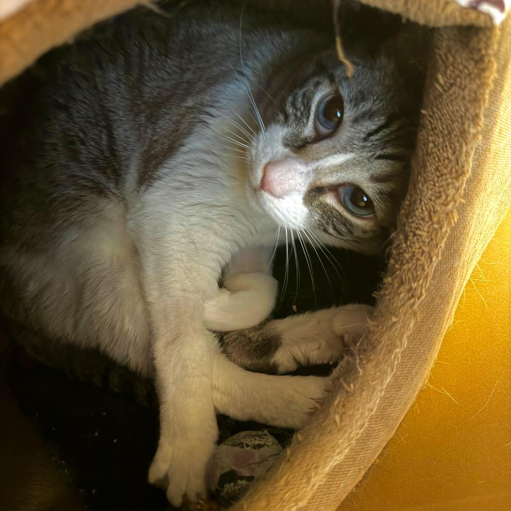 Enlarge Boydie, a Adoptable Domestic Short Hair in Tempe, AZ image 3/3
