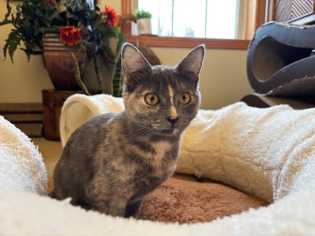 Enlarge Tabitha & Samantha, a ADOPTABLE Domestic Short Hair in Milwaukee, WI image 2/6