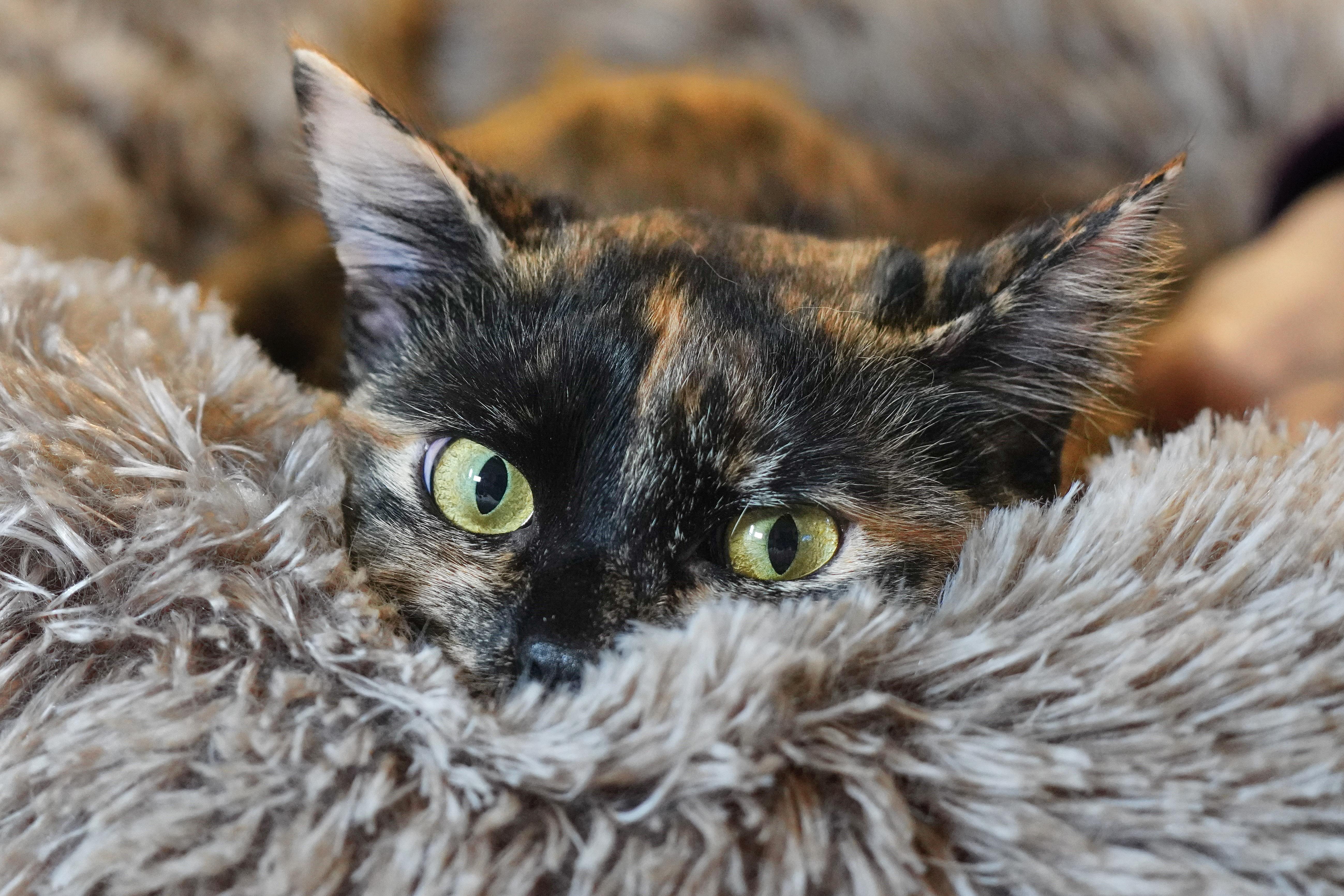 Enlarge Tabitha & Samantha, a ADOPTABLE Domestic Short Hair in Milwaukee, WI image 5/6