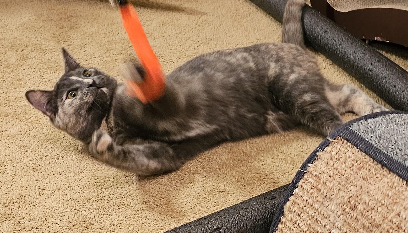 Enlarge Tabitha & Samantha, a ADOPTABLE Domestic Short Hair in Milwaukee, WI image 3/6