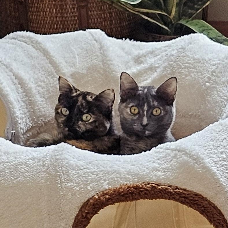 Enlarge Tabitha & Samantha, a ADOPTABLE Domestic Short Hair in Milwaukee, WI image 1/6