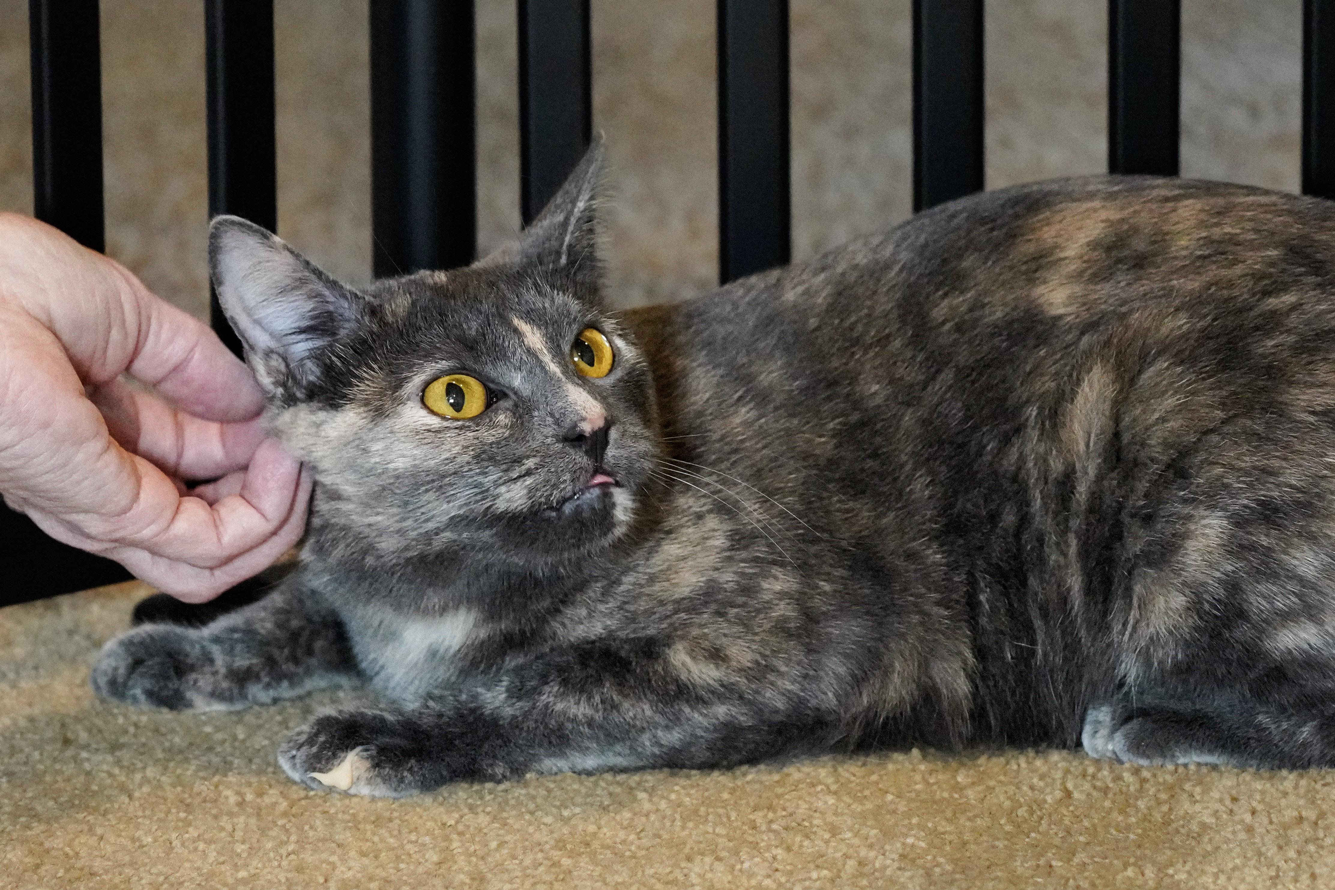 Enlarge Tabitha & Samantha, a ADOPTABLE Domestic Short Hair in Milwaukee, WI image 4/6