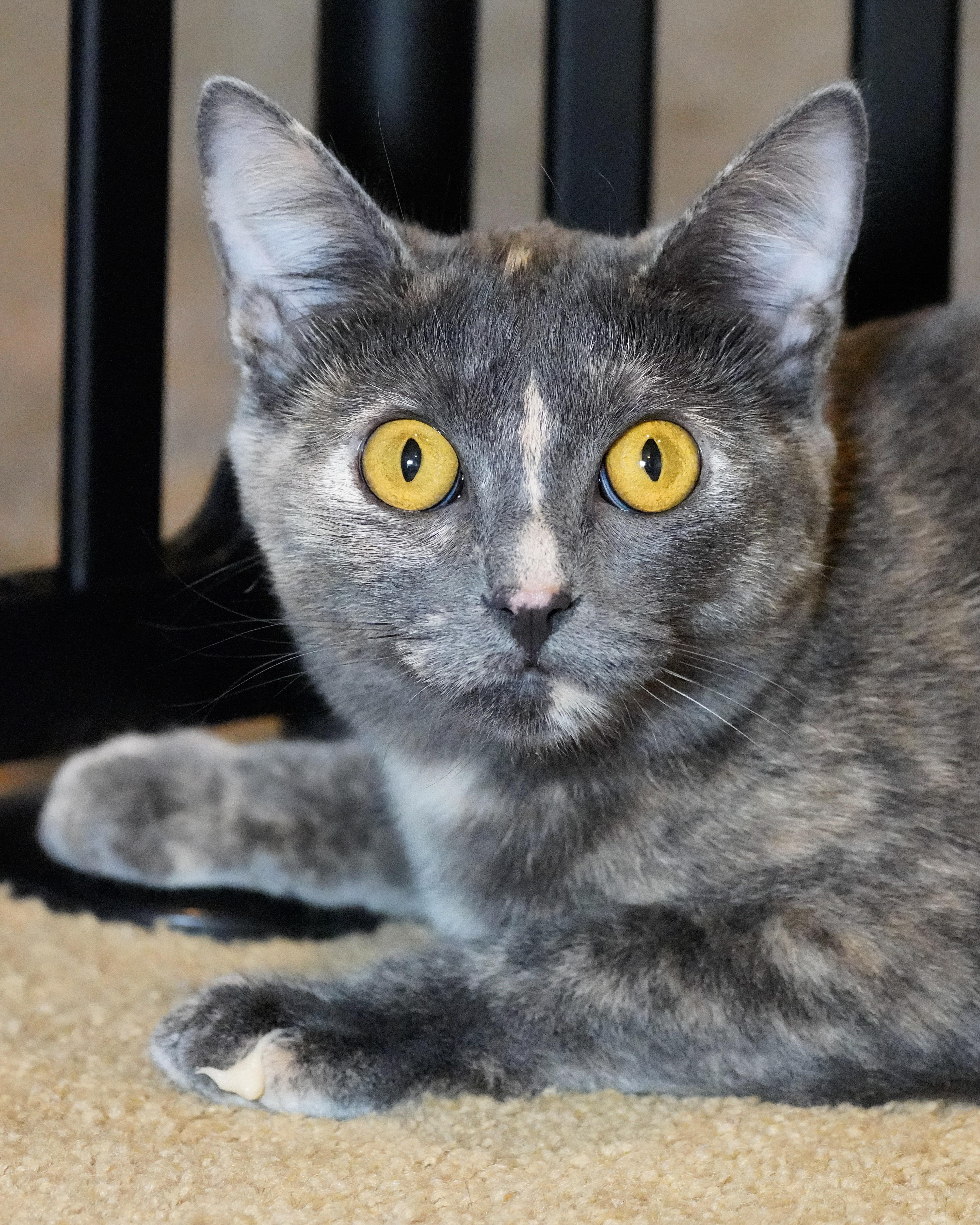 Enlarge Tabitha & Samantha, a ADOPTABLE Domestic Short Hair in Milwaukee, WI image 1/6