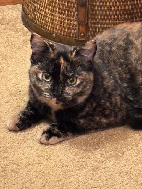 Enlarge Tabitha & Samantha, a ADOPTABLE Domestic Short Hair in Milwaukee, WI image 5/6