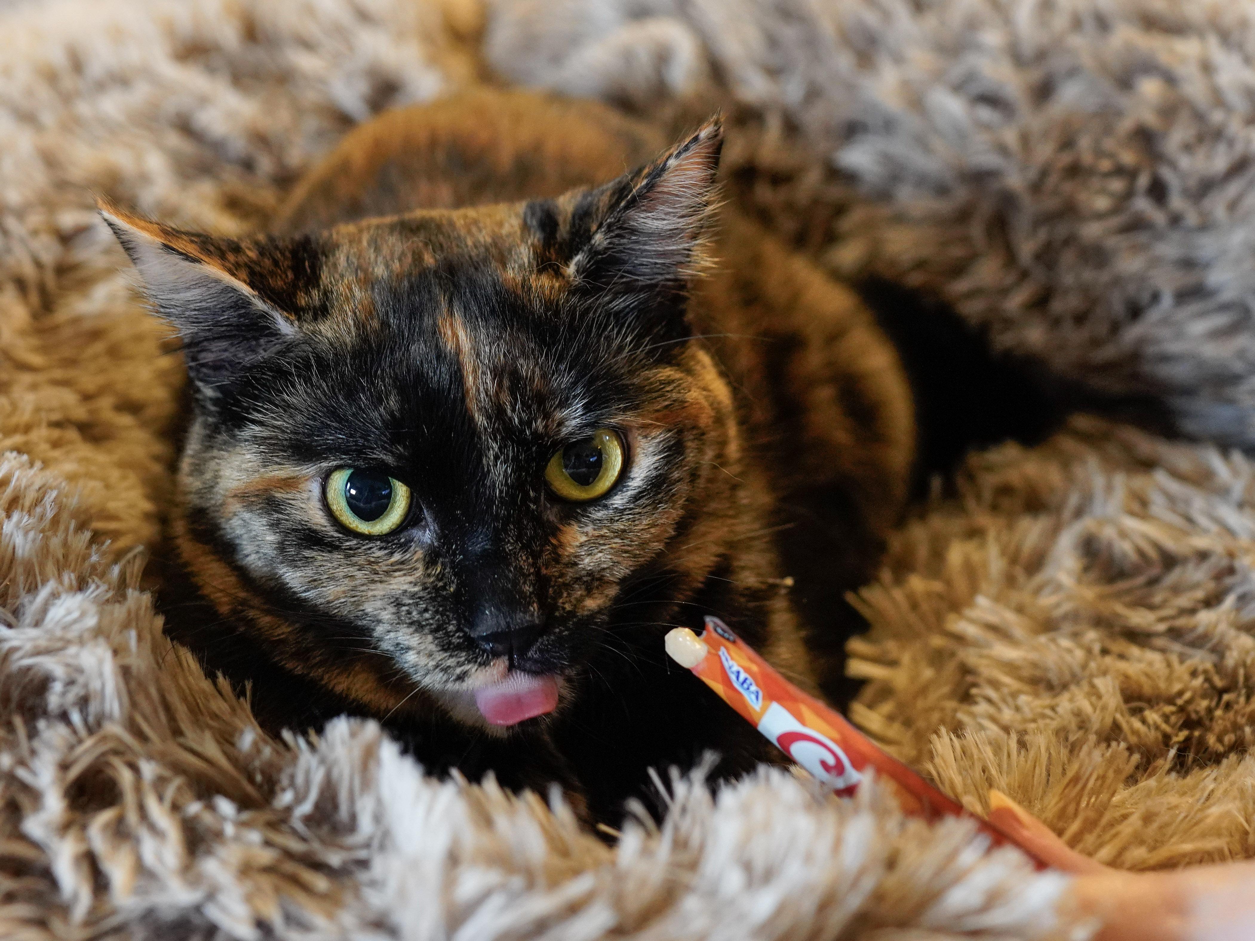 Enlarge Tabitha & Samantha, a ADOPTABLE Domestic Short Hair in Milwaukee, WI image 6/6