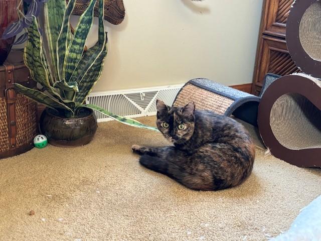 Enlarge Tabitha & Samantha, a ADOPTABLE Domestic Short Hair in Milwaukee, WI image 6/6