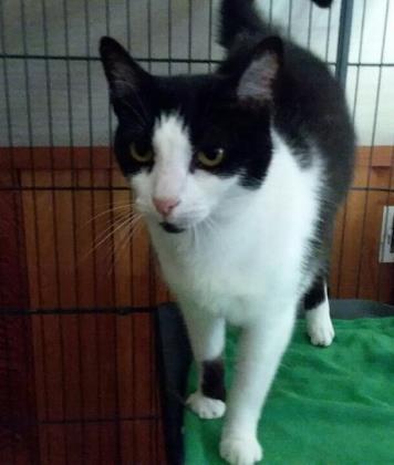 Sprinkles, a Adoptable mixed breed in Hollywood, SC image 1/2