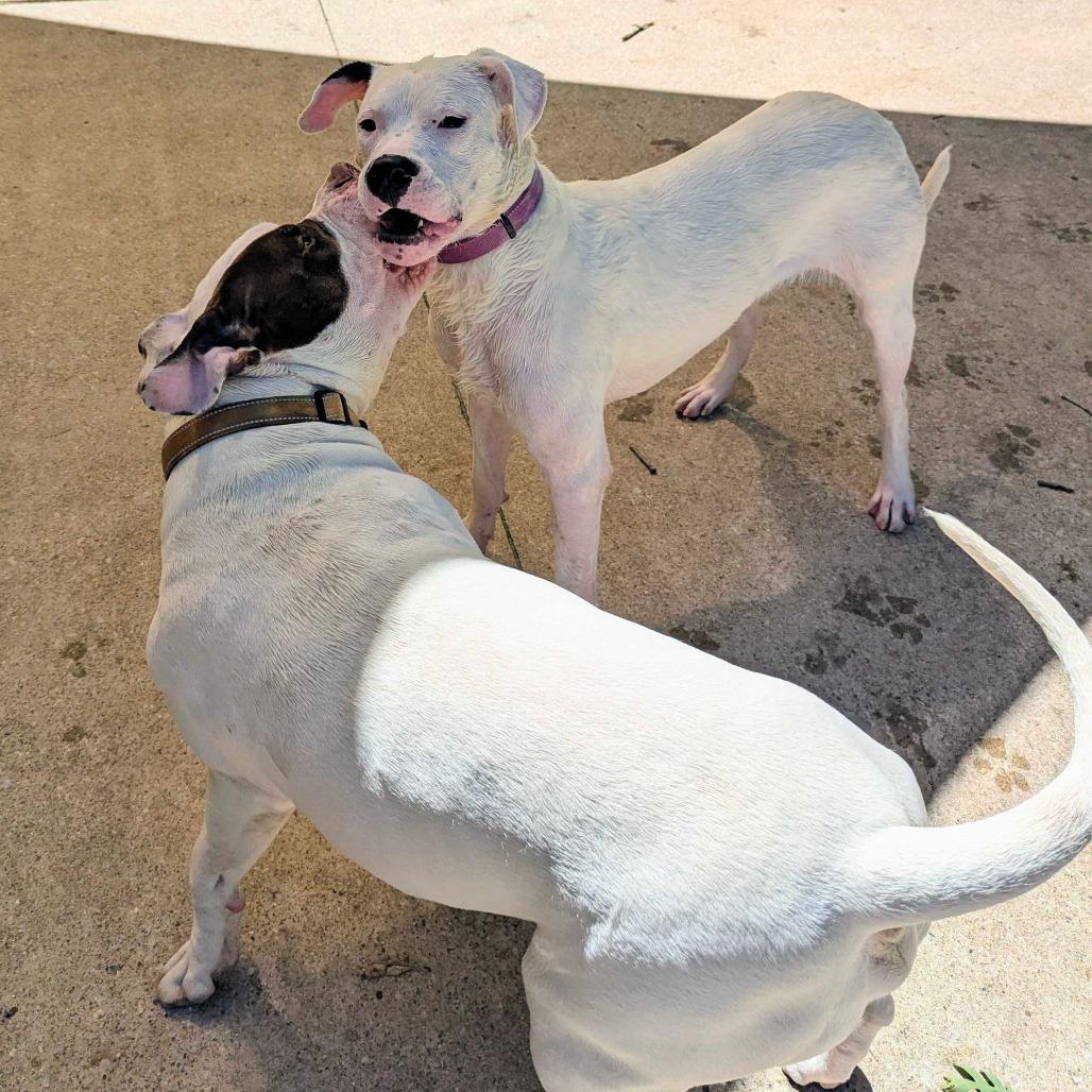 Fairy, Adoptable, Young Female Dogo Argentino.