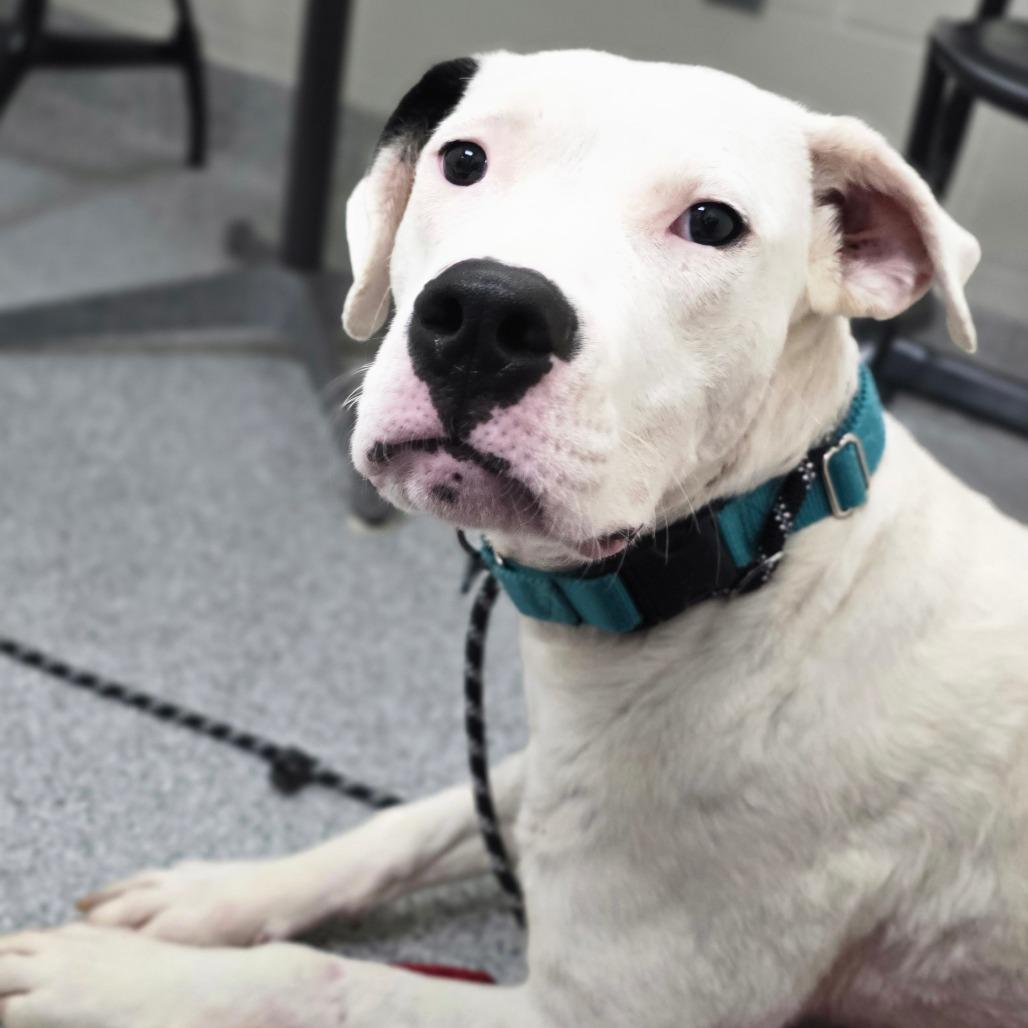 Fairy, Adoptable, Young Female Dogo Argentino.