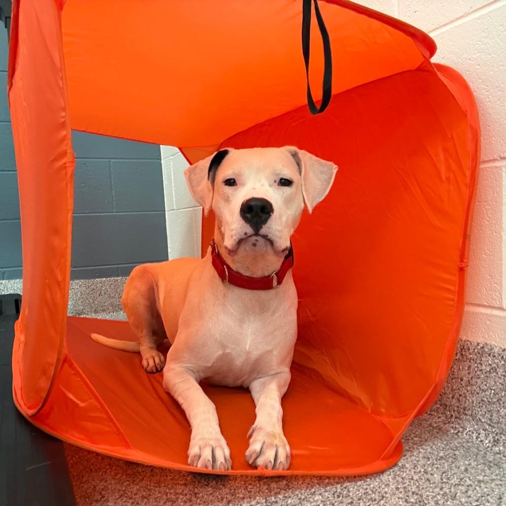 Fairy, a Adoptable Dogo Argentino in Grand Rapids, MI image 3/6