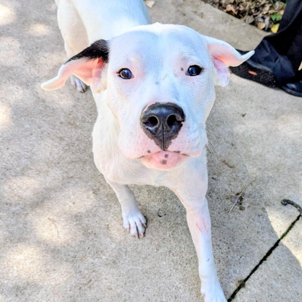 Enlarge Fairy, a Adoptable Dogo Argentino in Grand Rapids, MI image 3/6