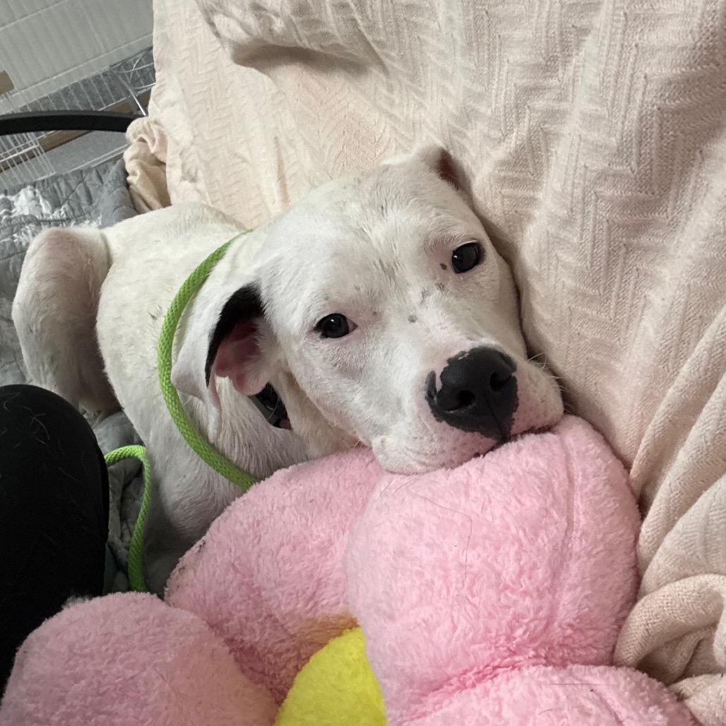 Enlarge Fairy, a Adoptable Dogo Argentino in Grand Rapids, MI image 4/6