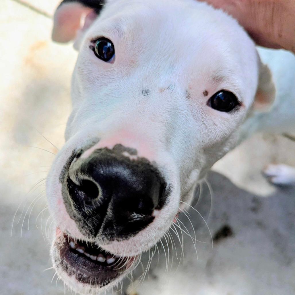 Enlarge Fairy, a Adoptable Dogo Argentino in Grand Rapids, MI image 4/6