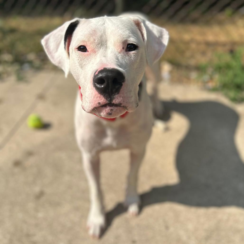 Fairy, a Adoptable Dogo Argentino in Grand Rapids, MI image 4/6