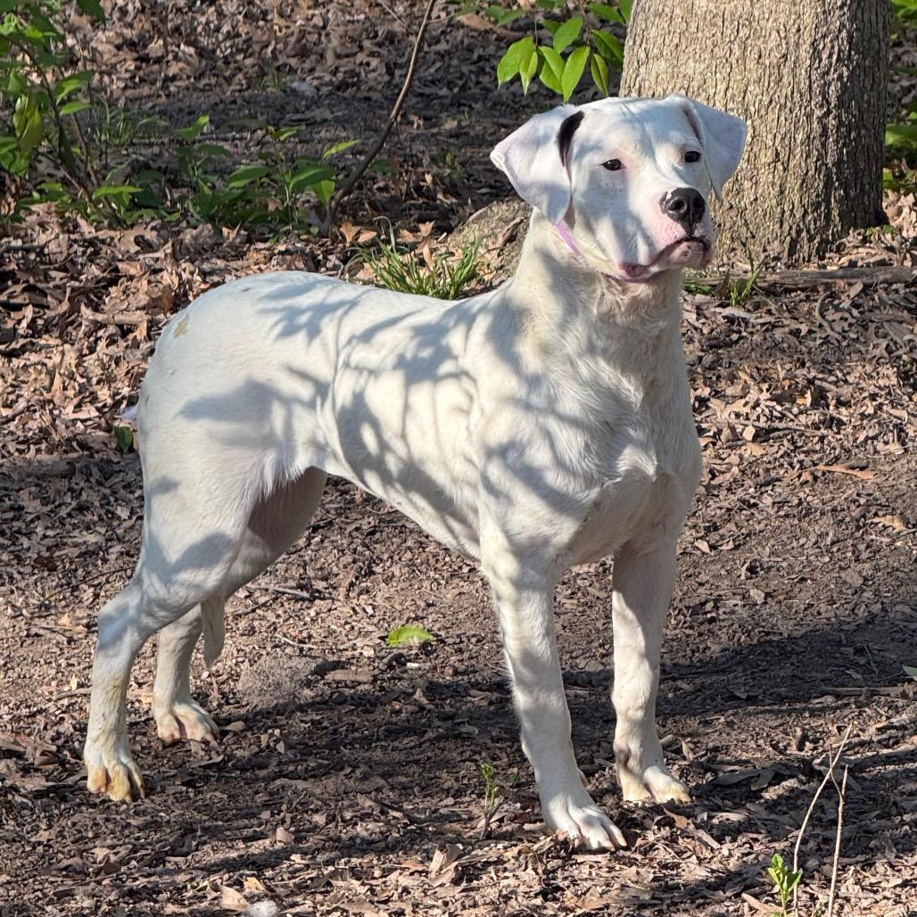 Enlarge Fairy, a Adoptable Dogo Argentino in Grand Rapids, MI image 5/6