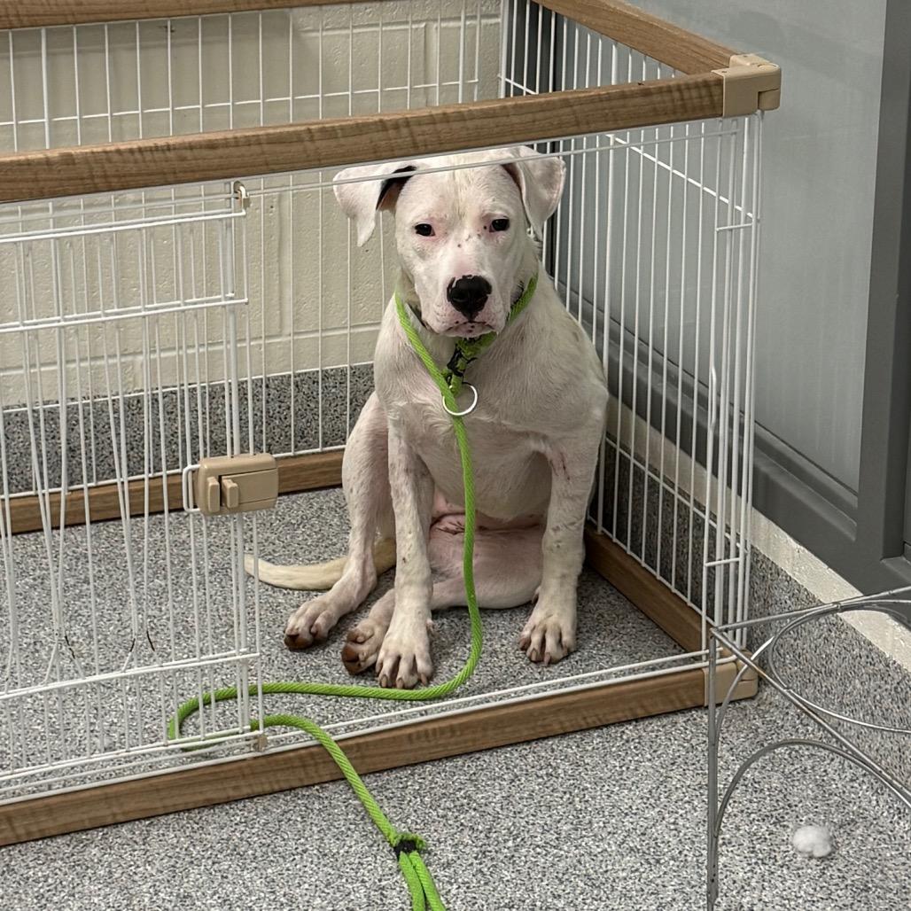 Enlarge Fairy, a Adoptable Dogo Argentino in Grand Rapids, MI image 6/6