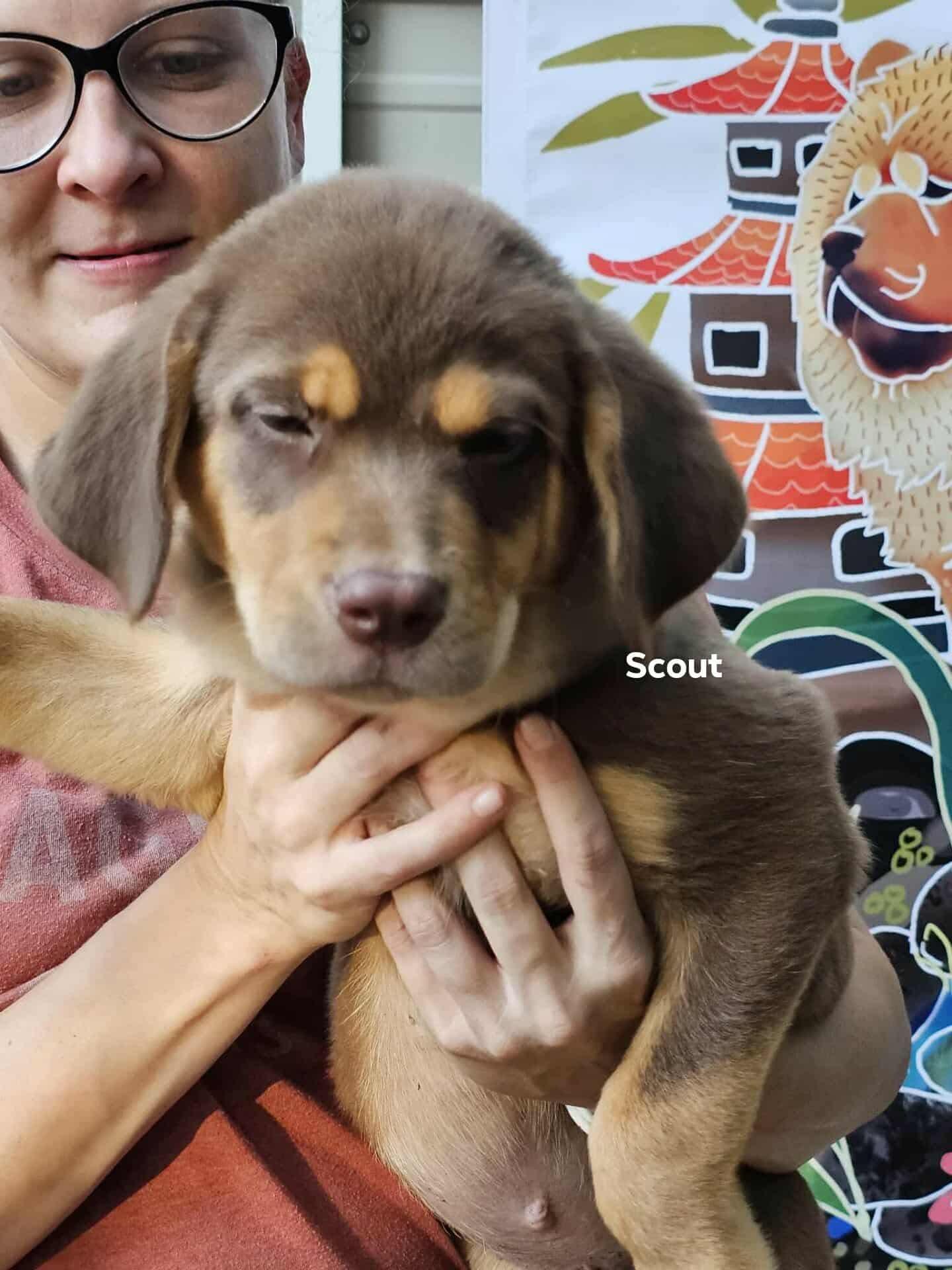 Enlarge Scout, a Adoptable mixed breed in Houston, TX image 4/4