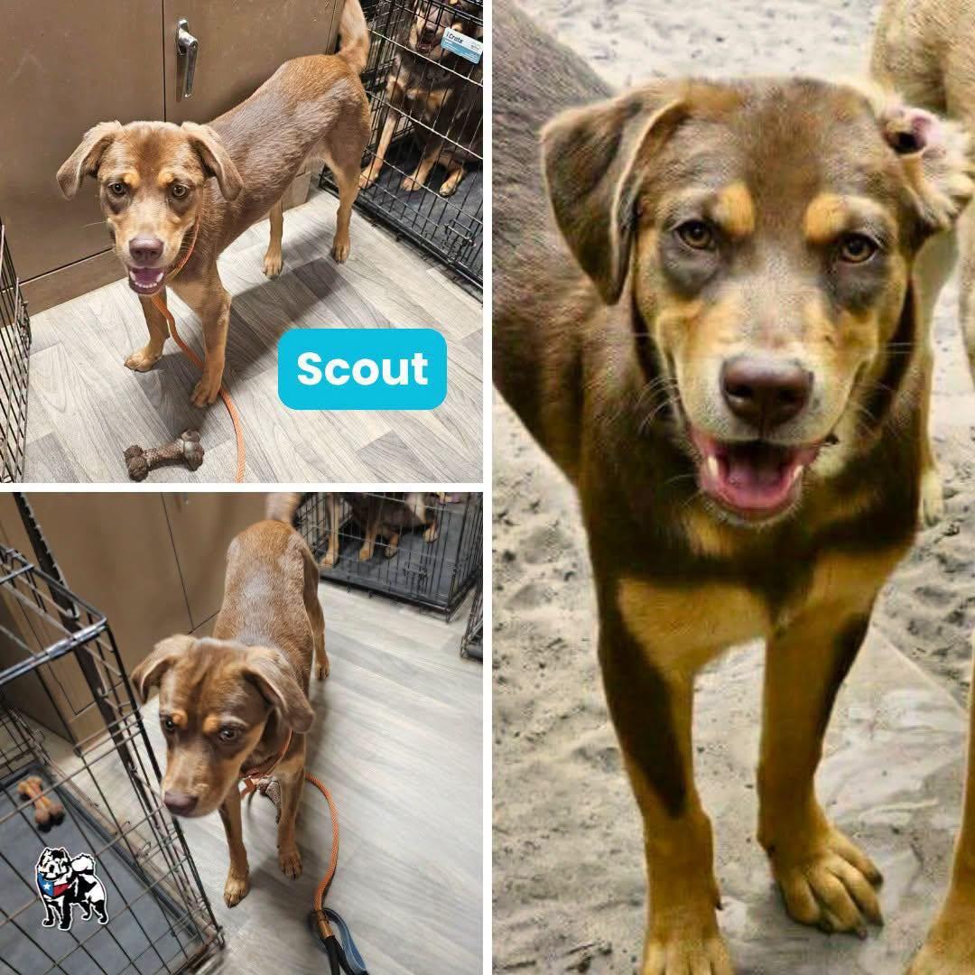 Scout, a Adoptable mixed breed in Houston, TX image 2/6