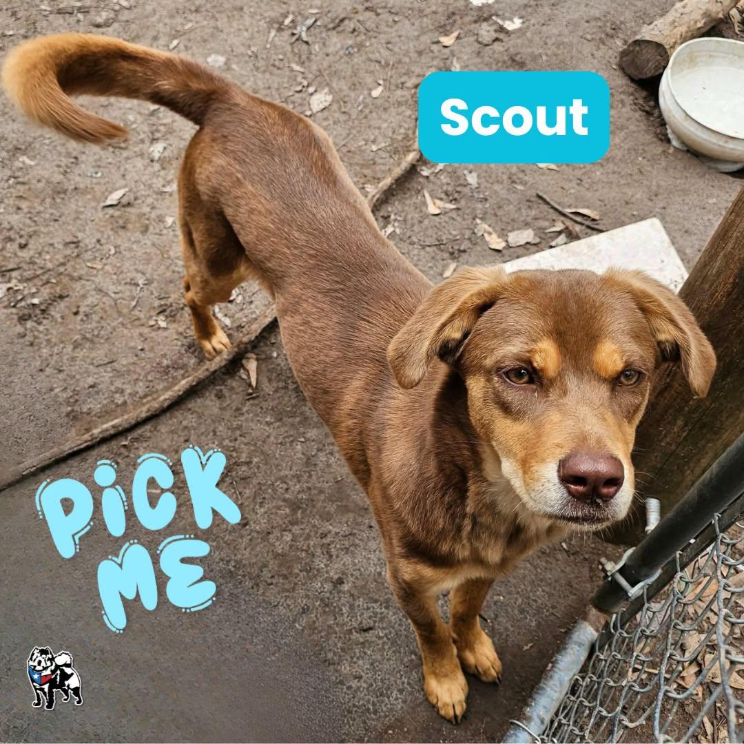 Scout, a Adoptable mixed breed in Houston, TX image 3/6