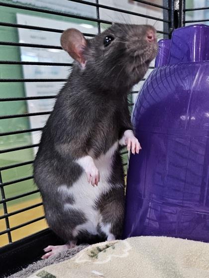 Pajamas, Adoptable, Adult Female Rat.