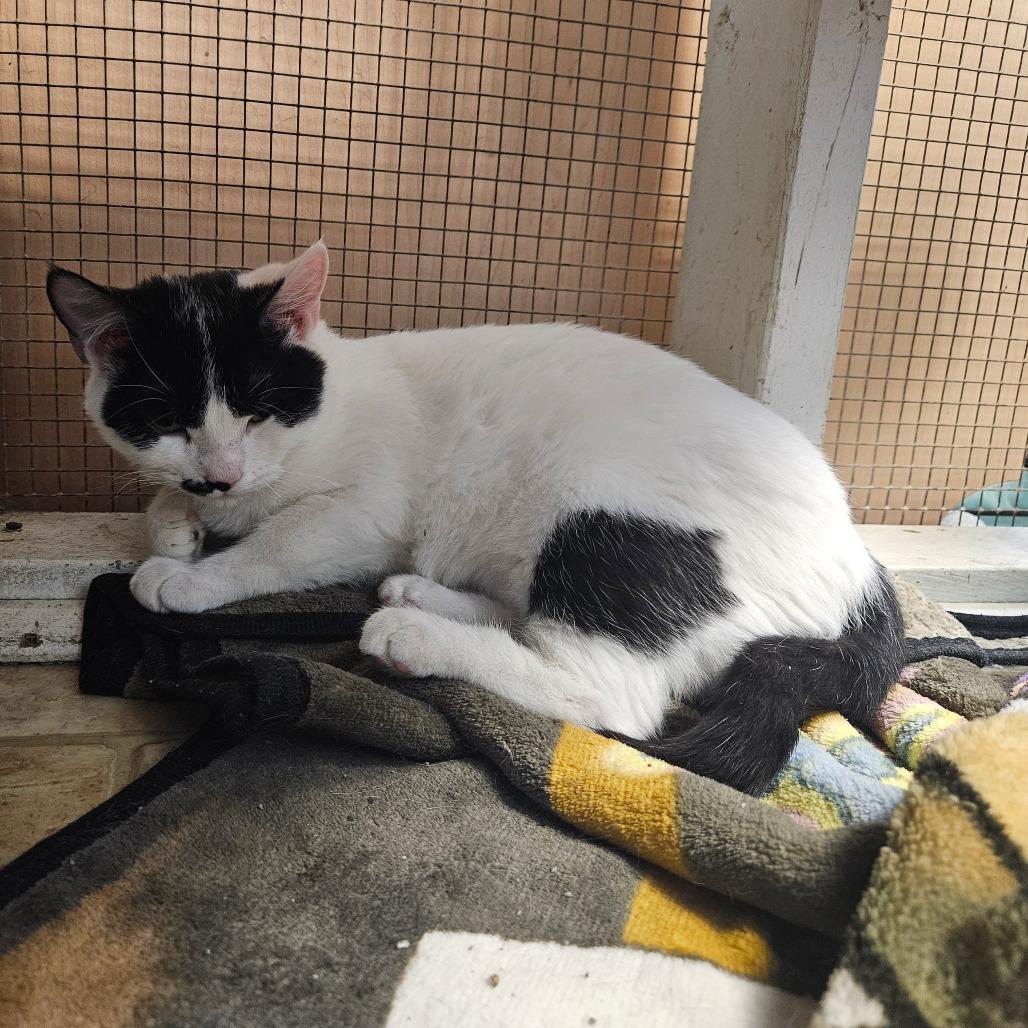 Enlarge Avery, a Adoptable Domestic Short Hair in Monroe, LA image 1/2