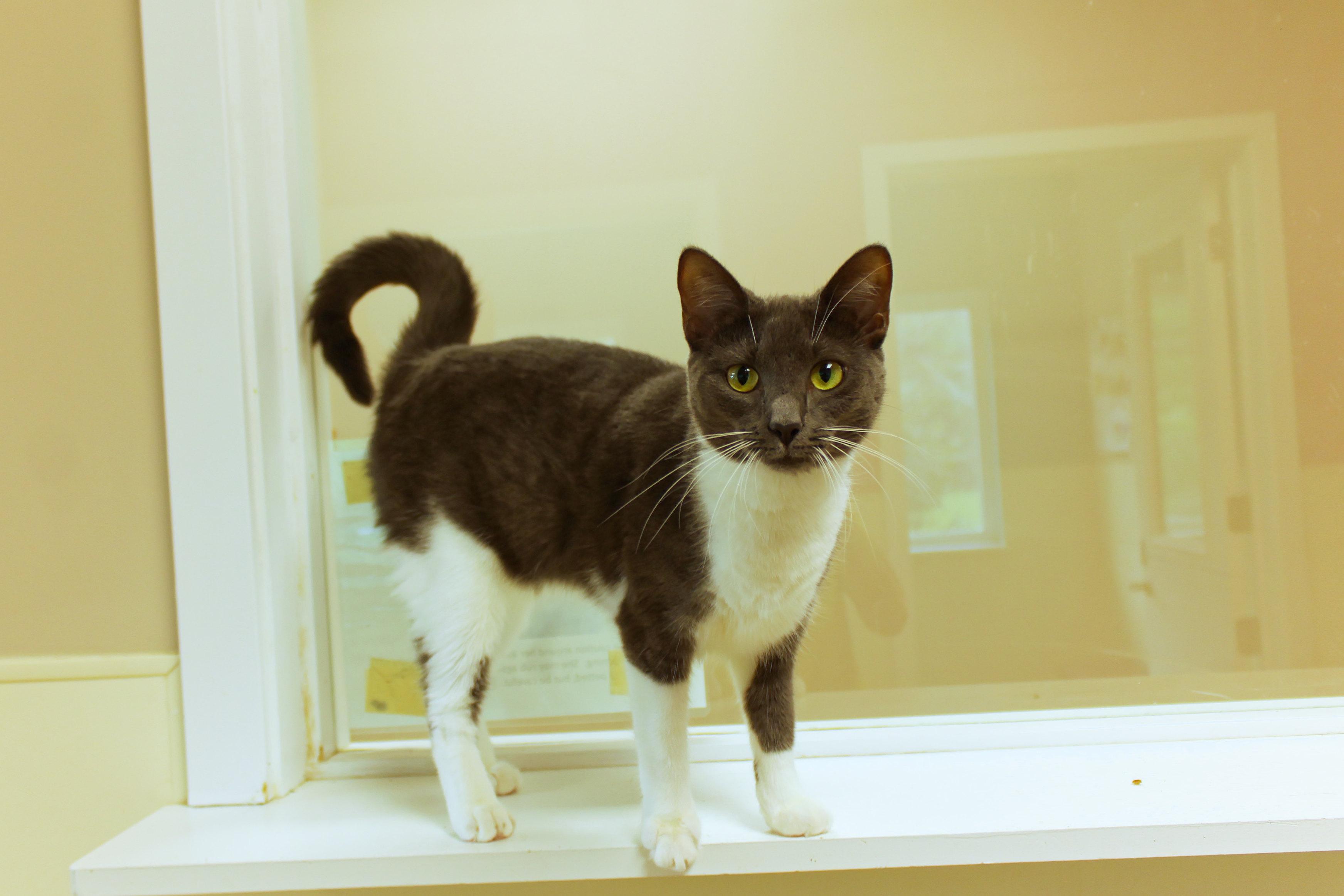 Enlarge Lilac, a Adoptable Domestic Short Hair in Urbana, OH image 5/6