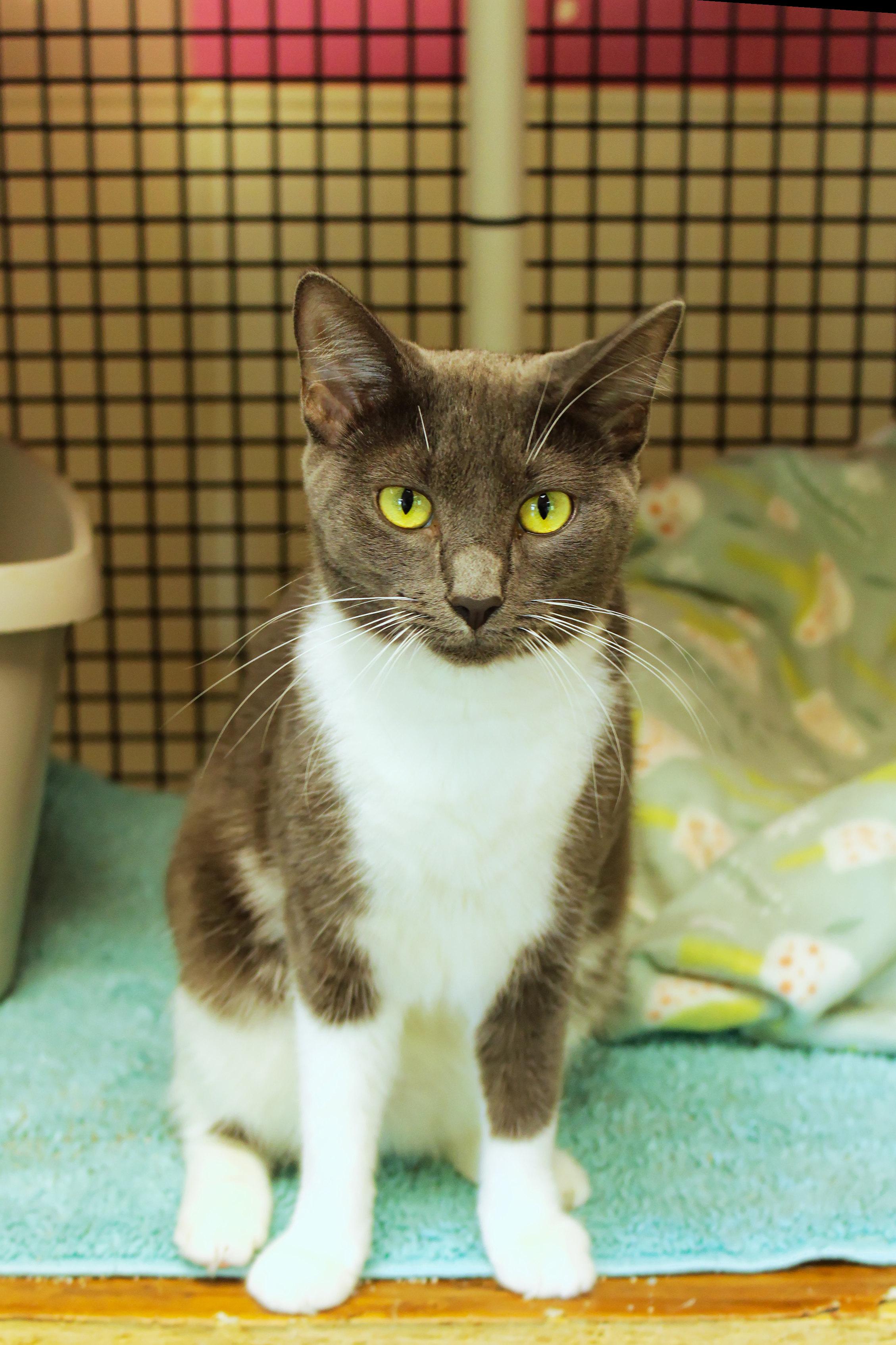 Enlarge Lilac, a Adoptable Domestic Short Hair in Urbana, OH image 4/6