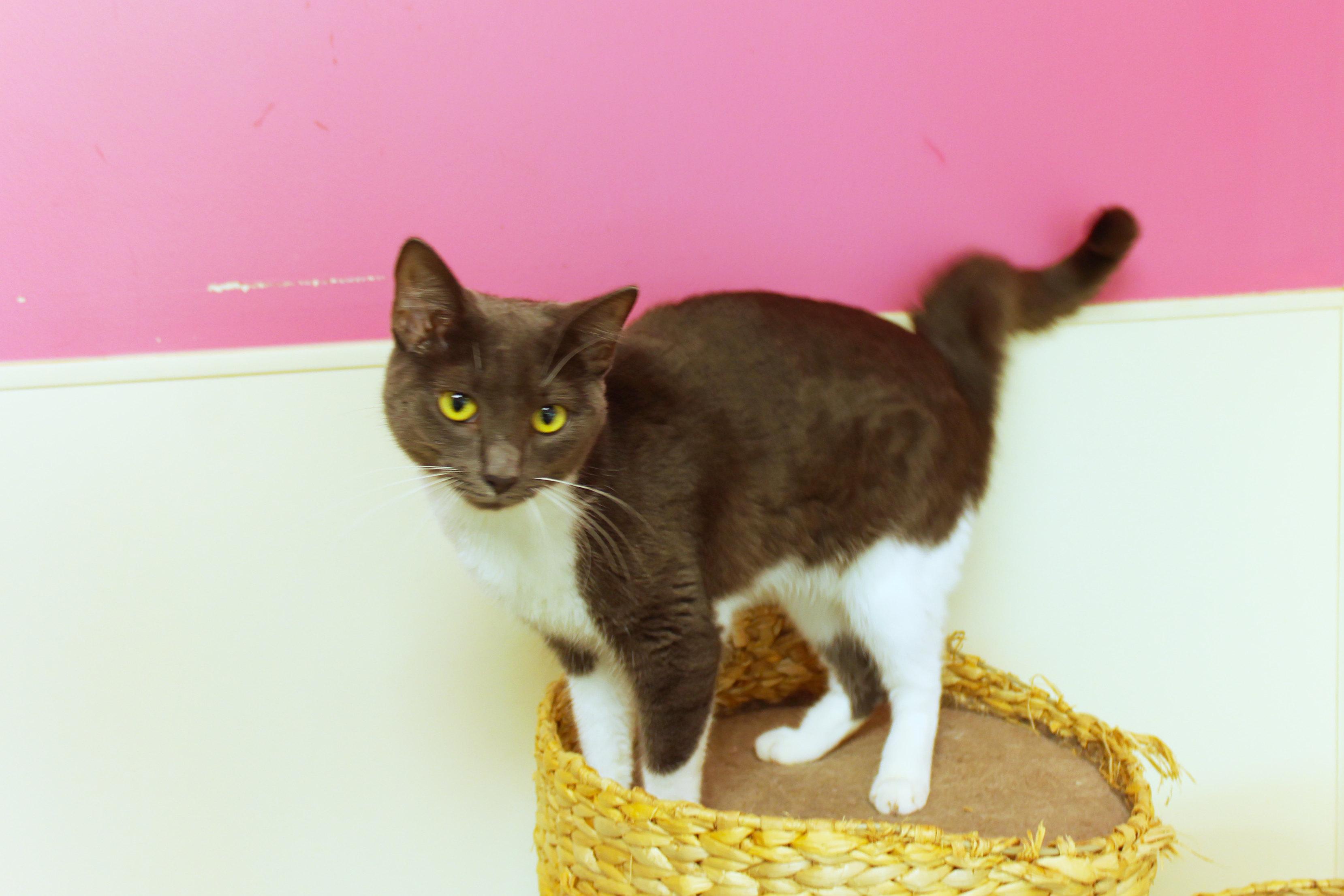 Enlarge Lilac, a Adoptable Domestic Short Hair in Urbana, OH image 6/6