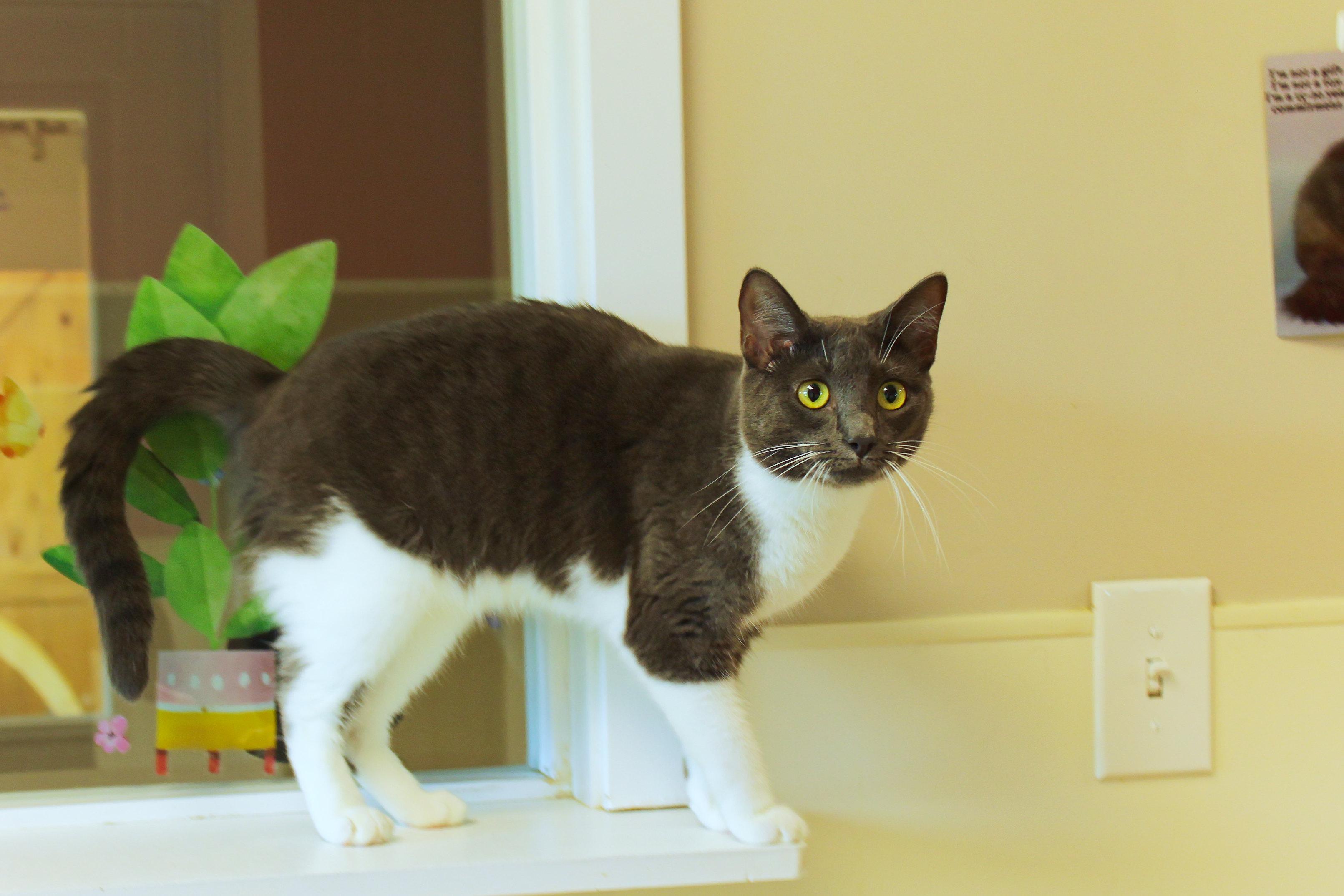 Enlarge Lilac, a Adoptable Domestic Short Hair in Urbana, OH image 2/6