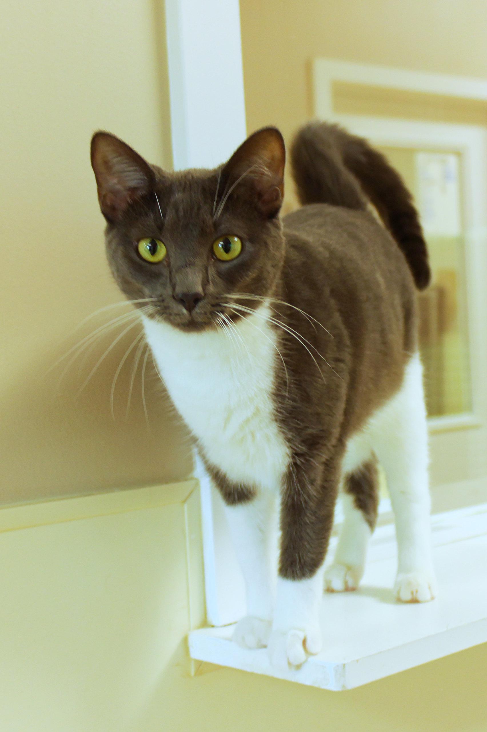 Enlarge Lilac, a Adoptable Domestic Short Hair in Urbana, OH image 1/6