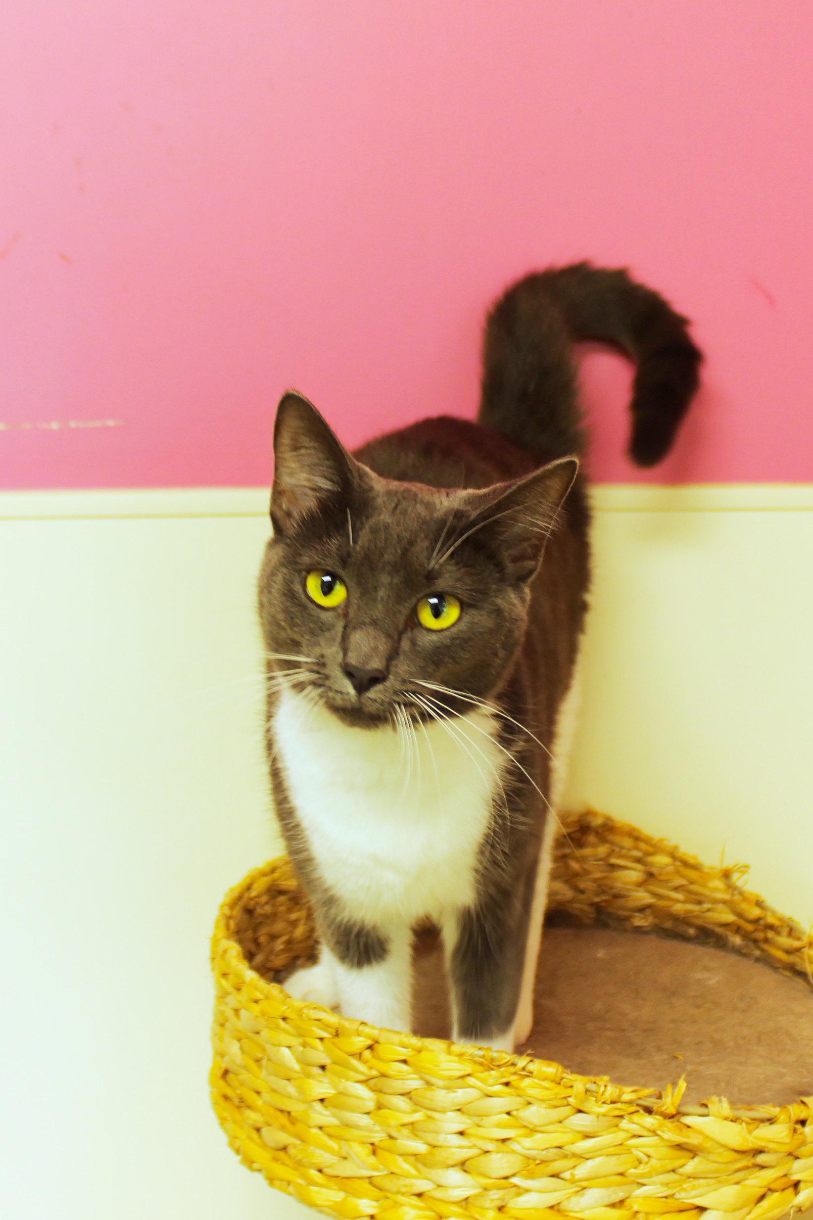 Enlarge Lilac, a Adoptable Domestic Short Hair in Urbana, OH image 3/6