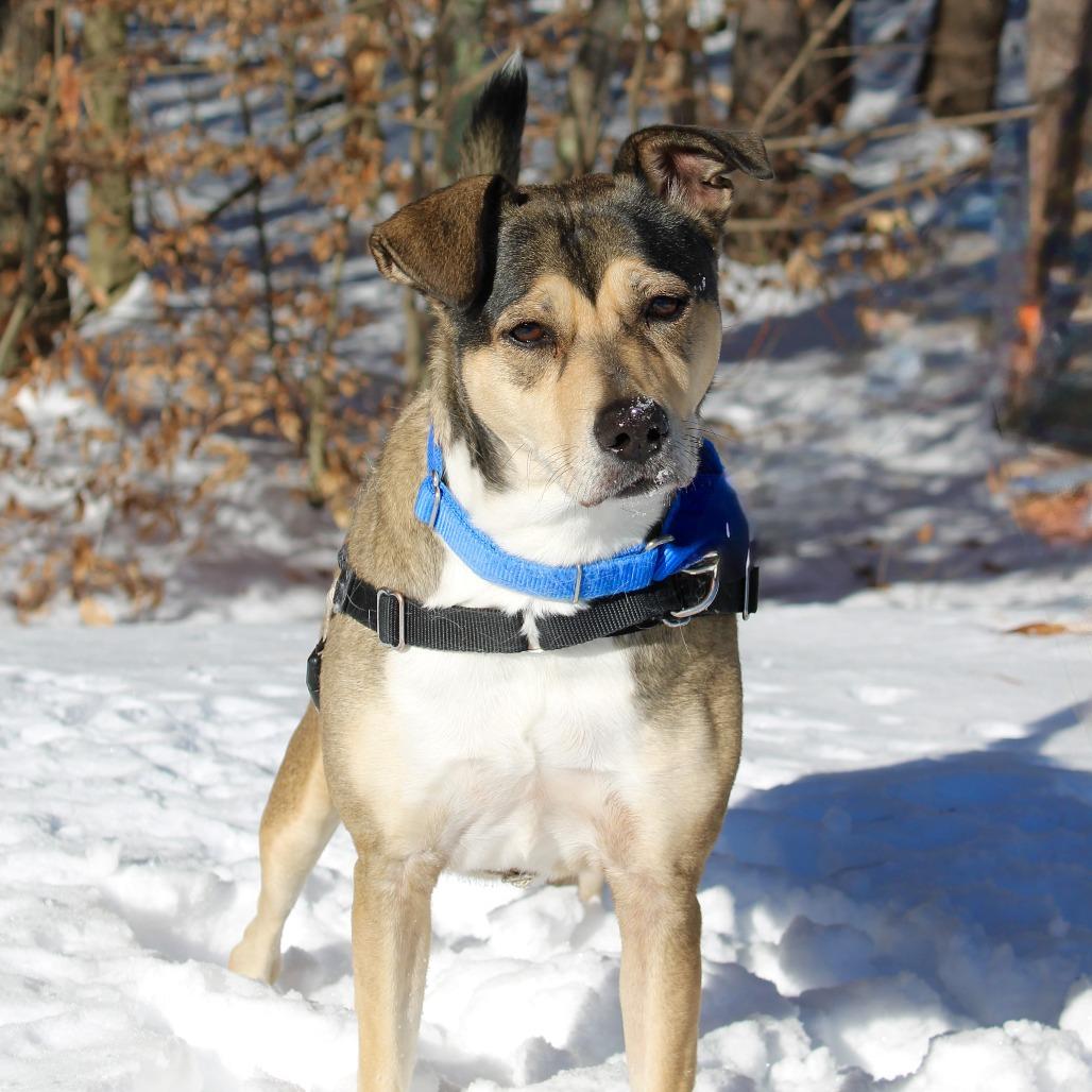 Enlarge Sunny, a Adoptable Terrier in Concord, NH image 3/5