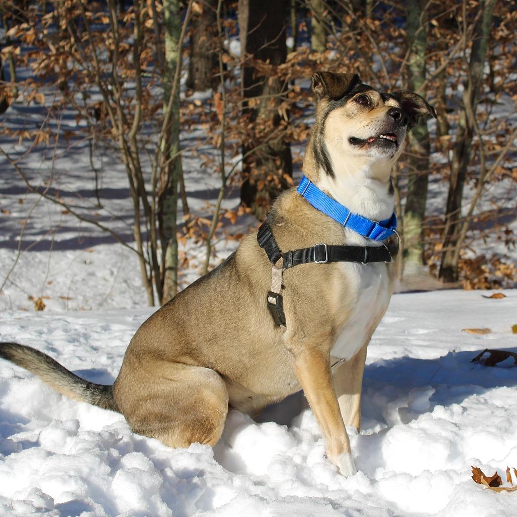 Enlarge Sunny, a Adoptable Terrier in Concord, NH image 5/5