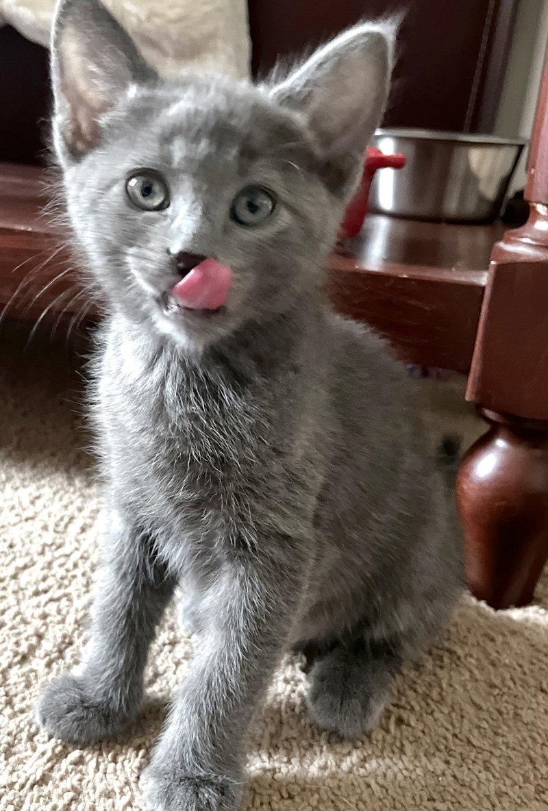 Toad, Adoptable, Kitten Male Domestic Short Hair.