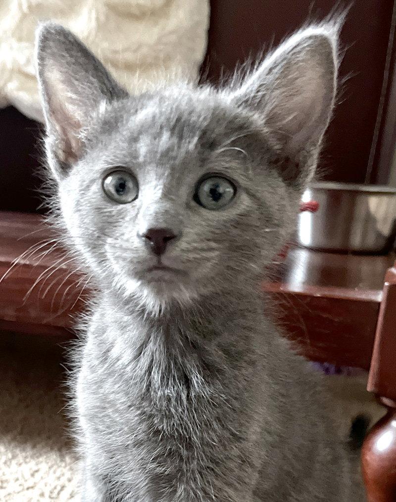 Enlarge Toad, a Adoptable Domestic Short Hair in Ventura, CA image 2/3